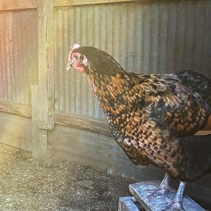 Meet your Posher, Cari